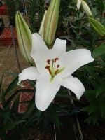 [5622 VH52 No02.JPG]